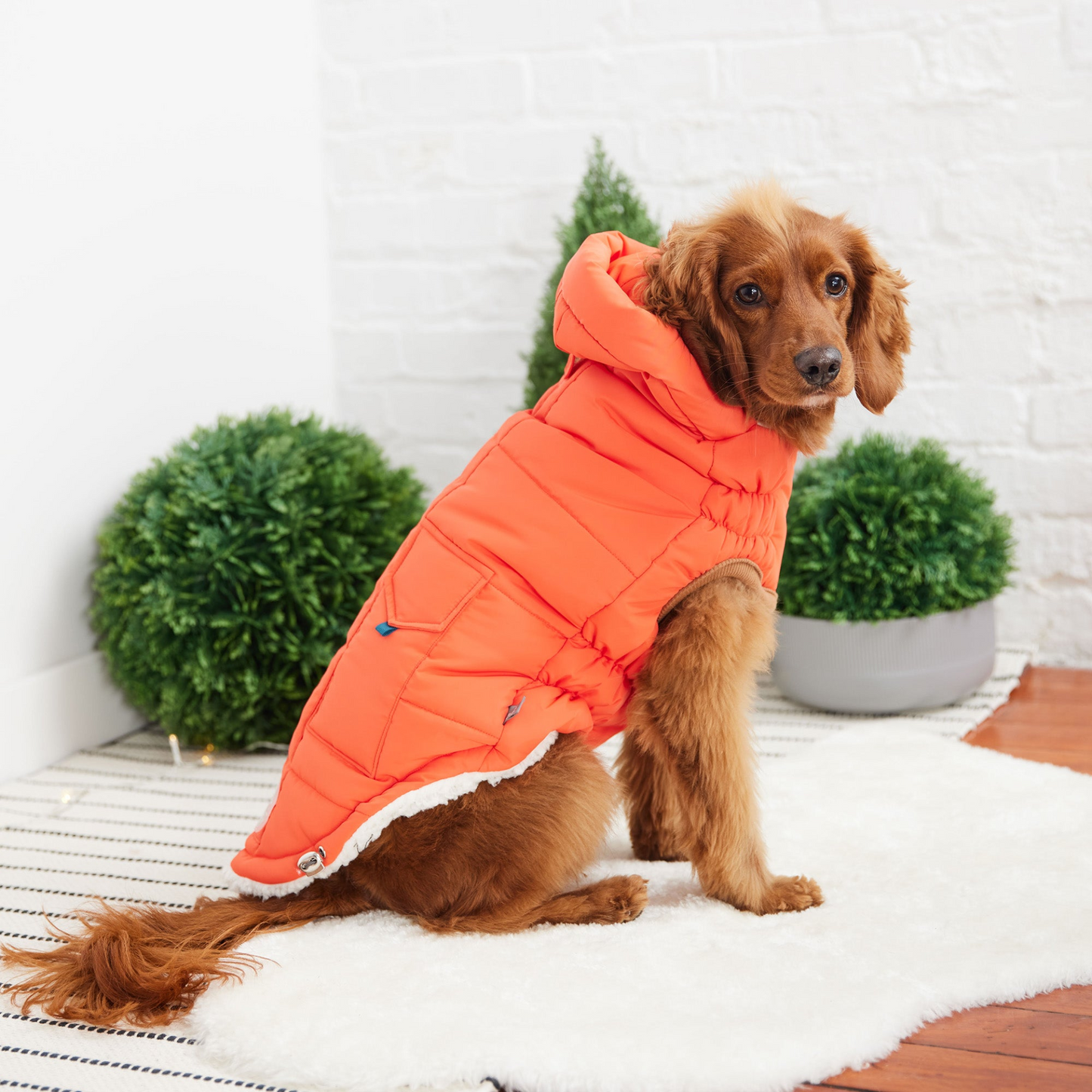 Parka GF Pet Super Puff - Naranja