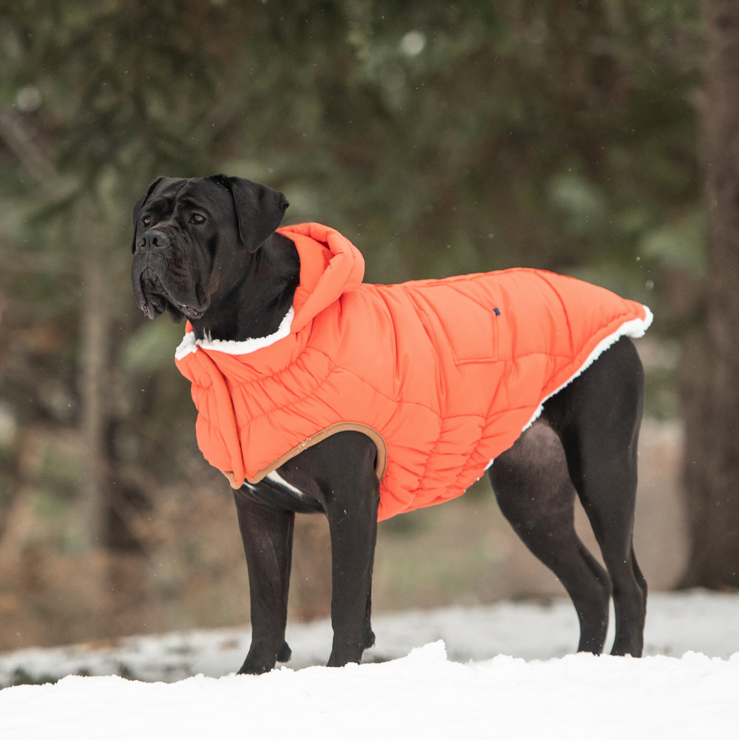 Parka GF Pet Super Puff - Naranja