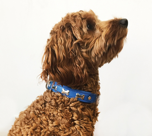 Rotterdam Bones Dog Collar | Angel Pet