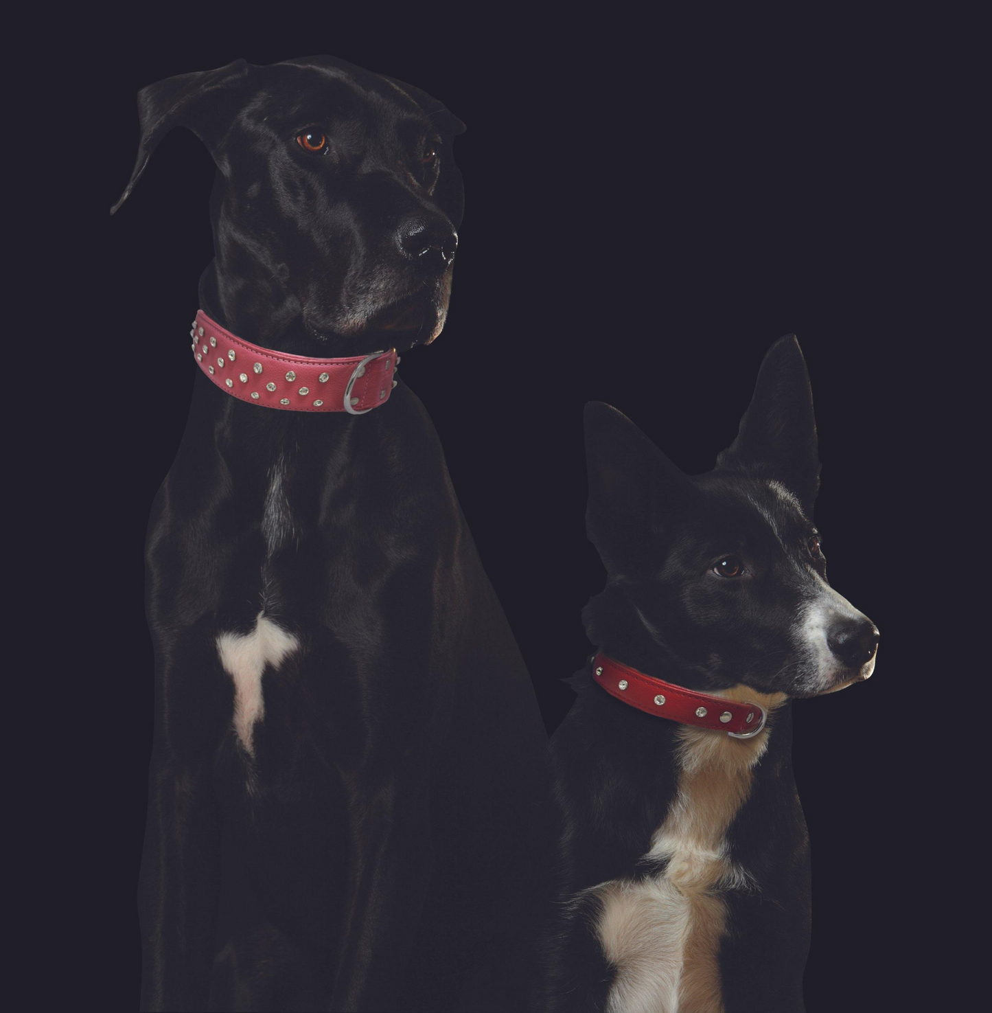 Athens Dog Collar - Pink & Purple