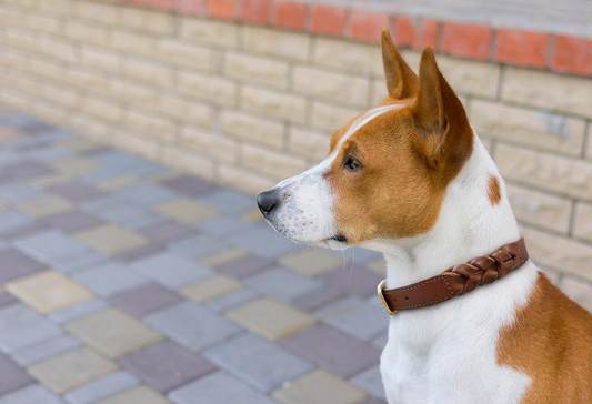 Argentinian Cowhide Leather Braided Collar | Angel Pet