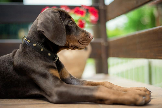 Rotterdam Spiked Dog Collar | Angel Pet