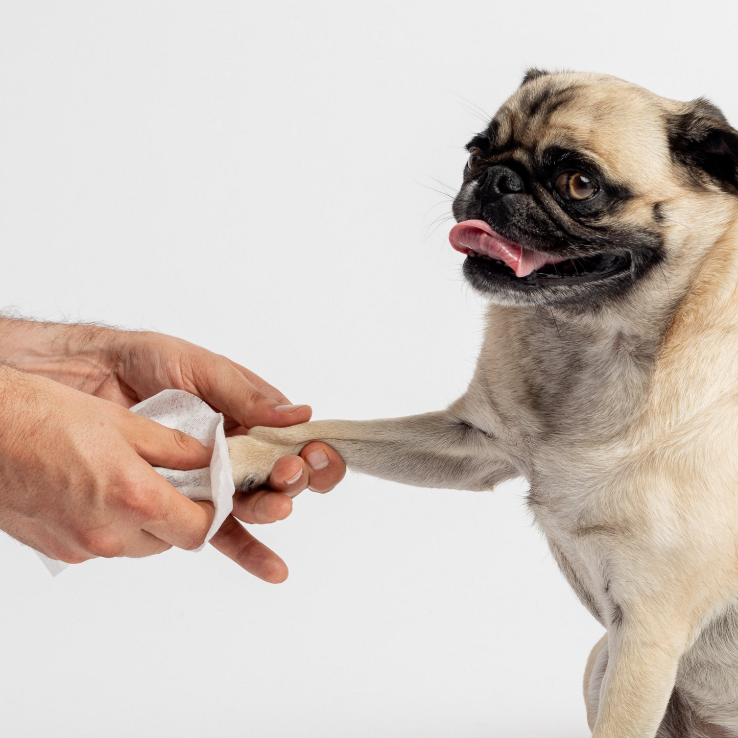 75 toallitas para perros sin fragancia