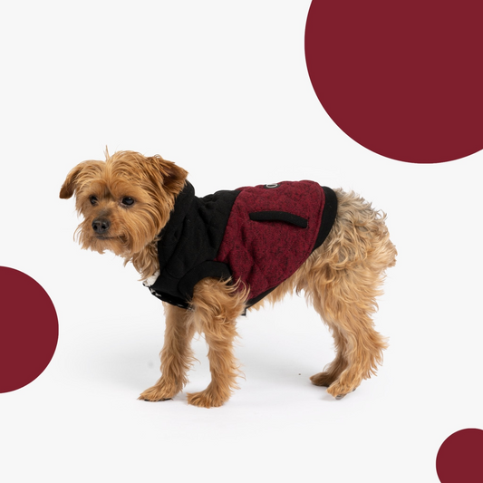 Jasper Dog Jacket | Silver Paw