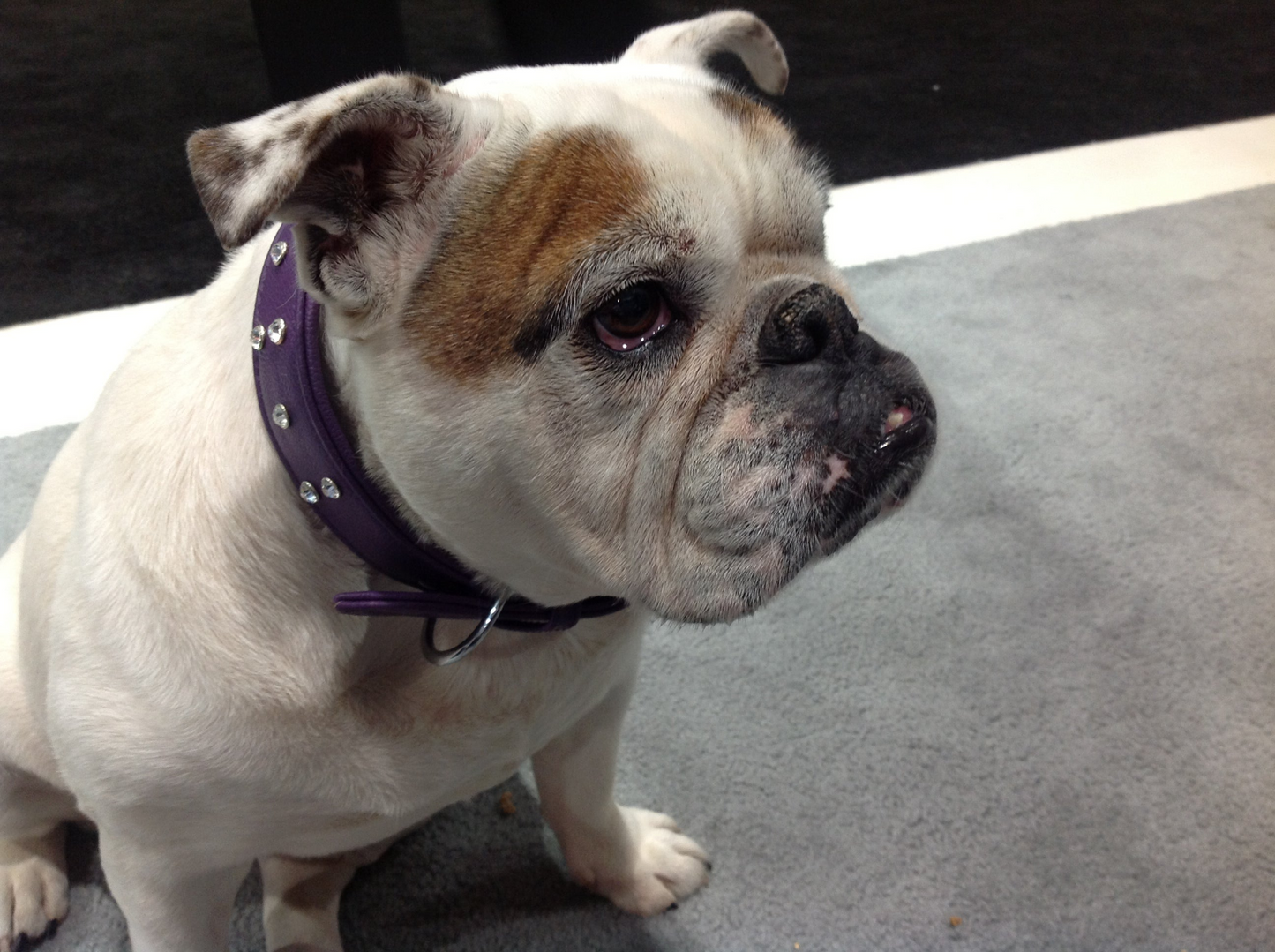 Athens Dog Collar - Pink & Purple