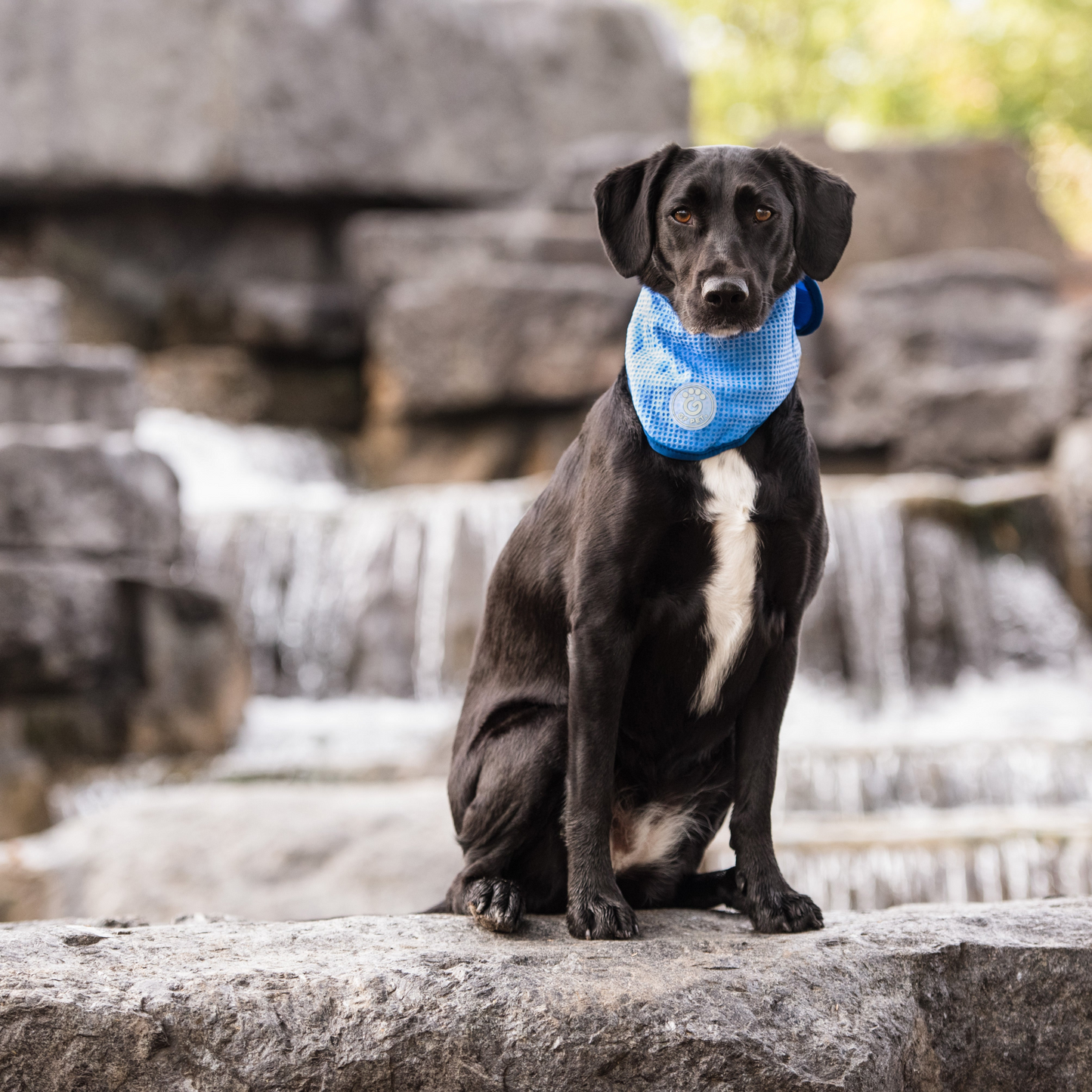 GF Pet ICE BAND - Bandana refrescante para perros - Azul