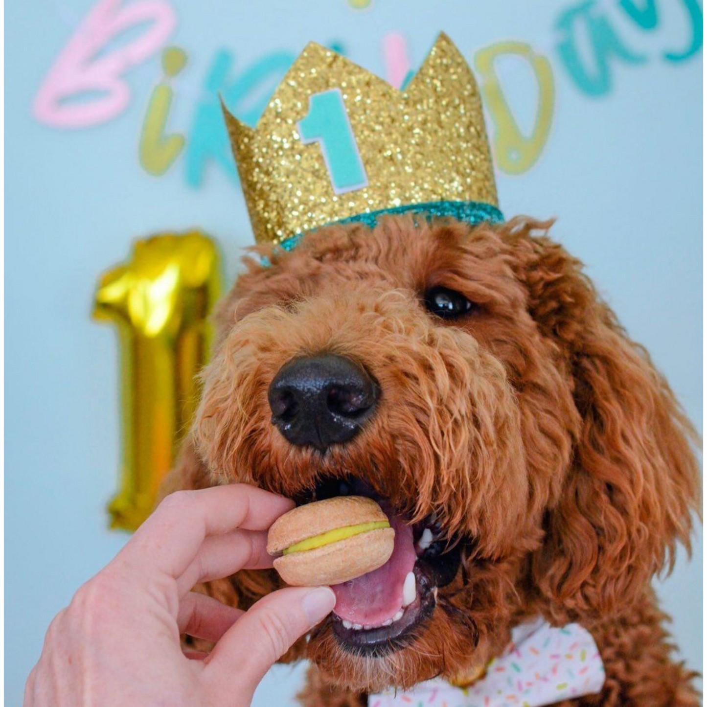 Caja de regalo de golosinas para perros Happy Birthday de Bonne et Filou