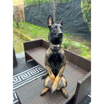 El collar para perros Athena Finnigan (No. 03m)