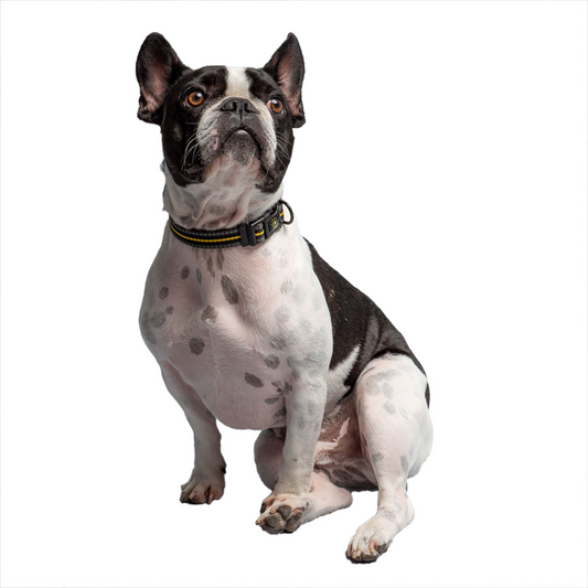 Dog Collar - Dark Camo | US Army