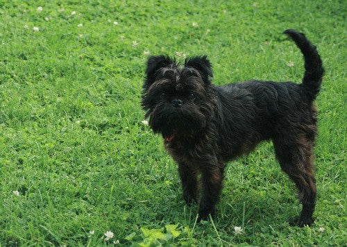 The Affenpinscher: A Guide to Care, Feeding, and Play