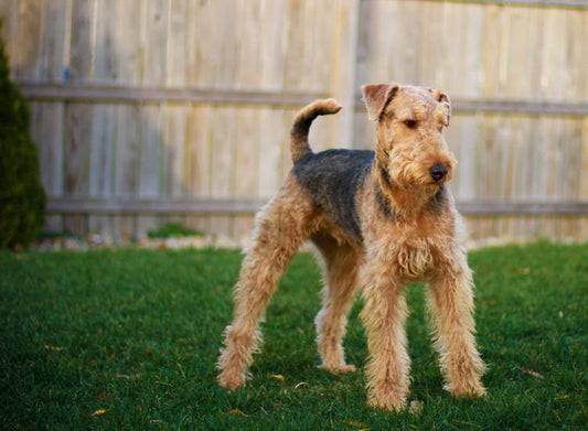 The Airedale Terrier: A Complete Guide to Care, Feeding, and Play