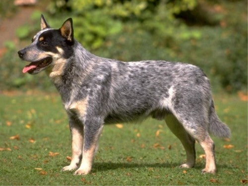 The Australian Cattle Dog: A Complete Guide to Care, Feeding, and Play