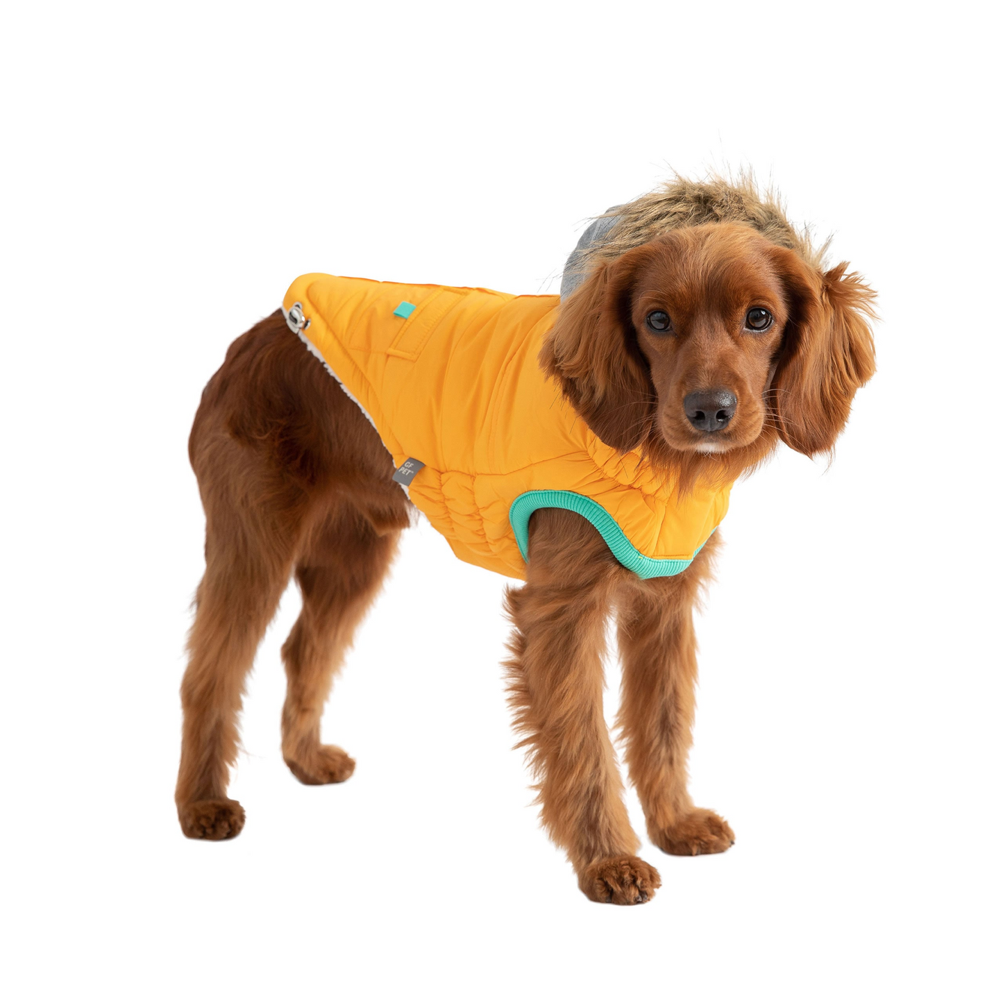 Winter Sailor Dog Parka - Yellow