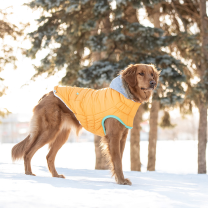 Winter Sailor Dog Parka - Yellow