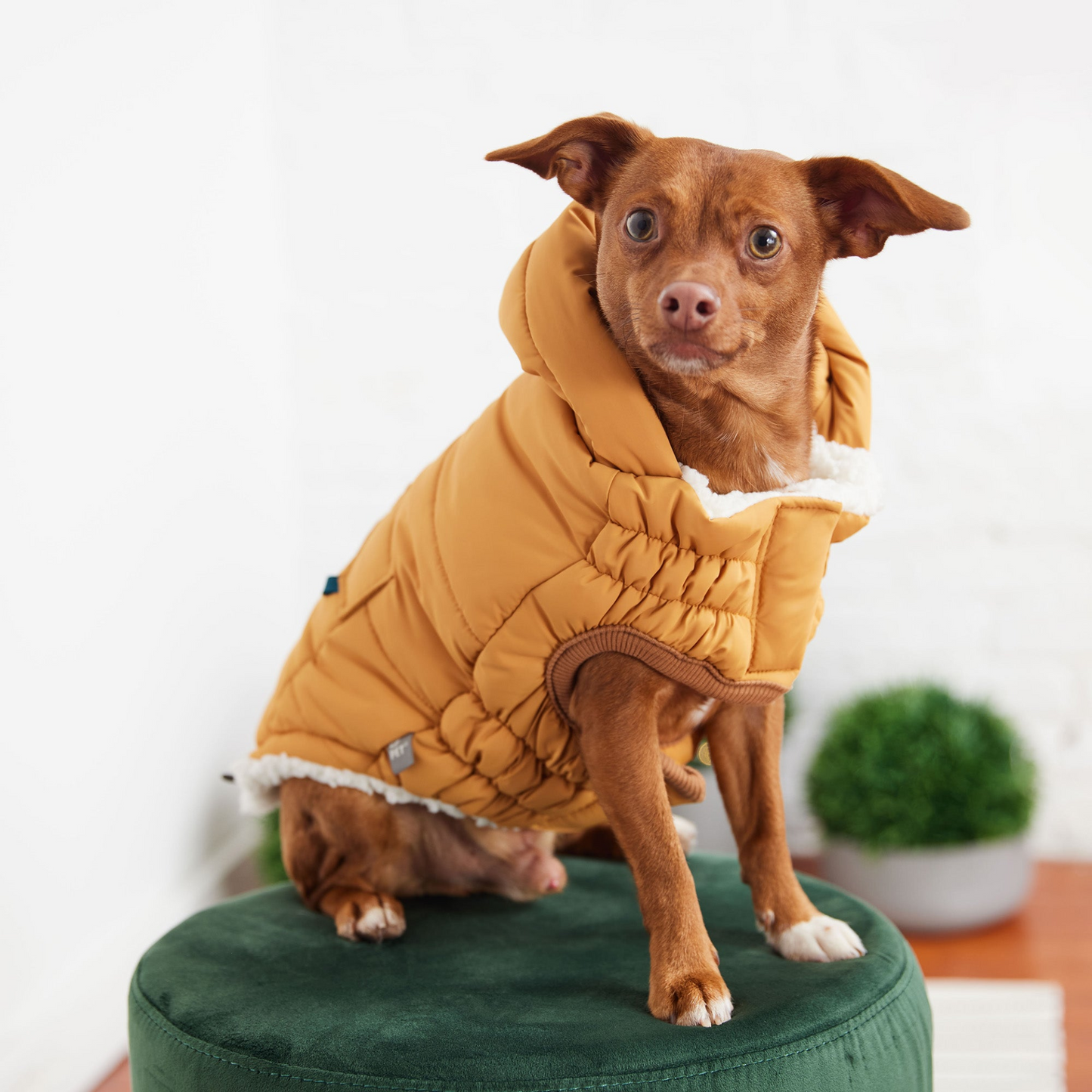 Parka GF PET Super Puff - Amarillo