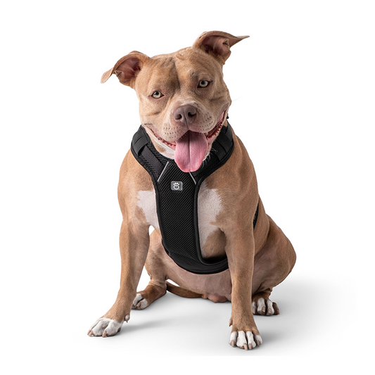 Dog Travel Harness - Black