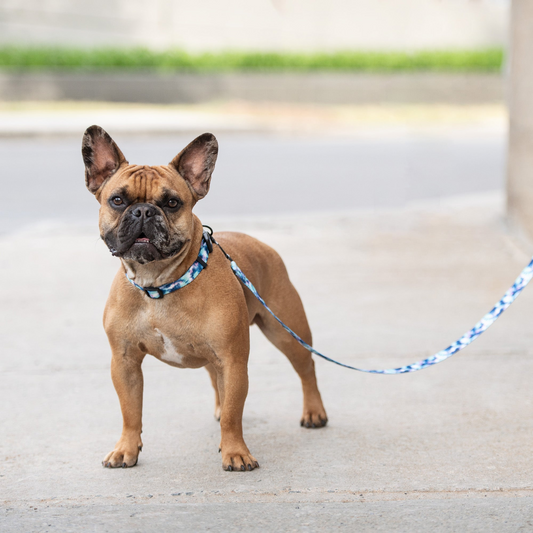 Printed Collar - Tie Dye | GF Pet