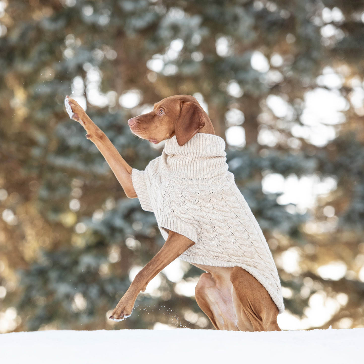 Chalet Sweater - Cozy Up Your Pup in Timeless Luxury