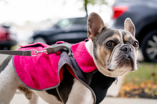 2-in-1 Thermal Dog Fleece Jacket with Integrated Harness - Fuschia | American Pet Supplies