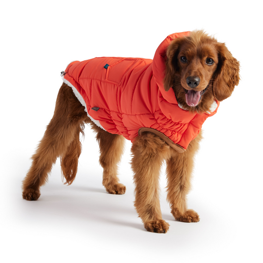 Super Puff Dog Parka - Orange