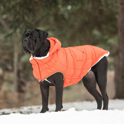 Super Puff Dog Parka - Orange