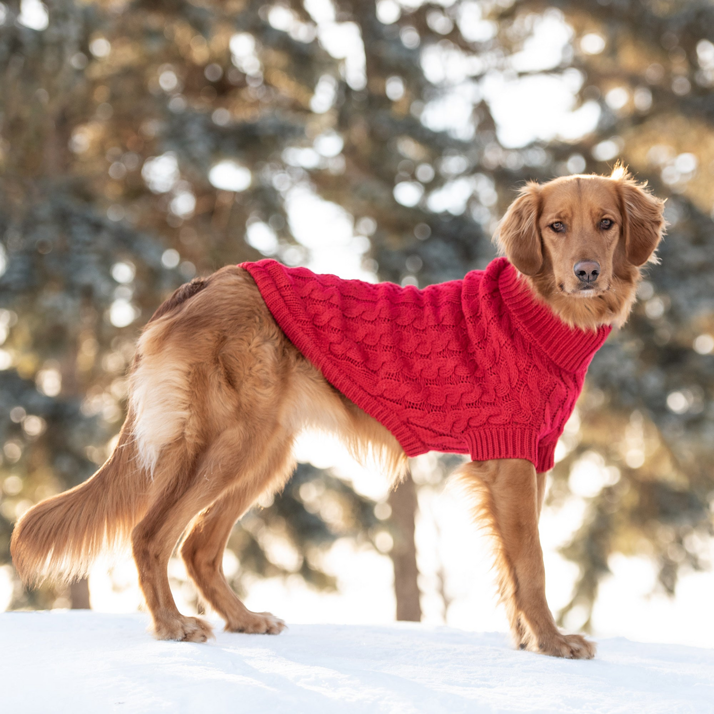 Envuelve a tu cachorro en lujo con el suéter Chalet GF PET en rojo intenso