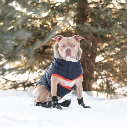 Winter Sailor Dog Parka - Navy