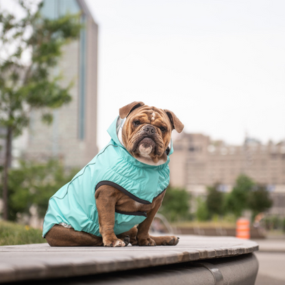 Reversible Dog Raincoat - Neon Aqua with Iridescent