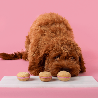 Bonne et Filou Dog Macarons (Count of 6)