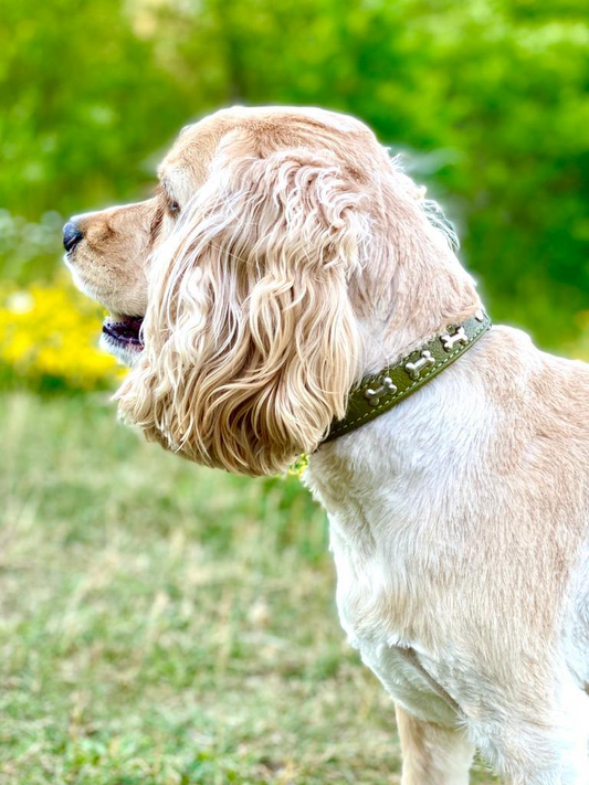Rotterdam Bones Dog Collar | Angel Pet