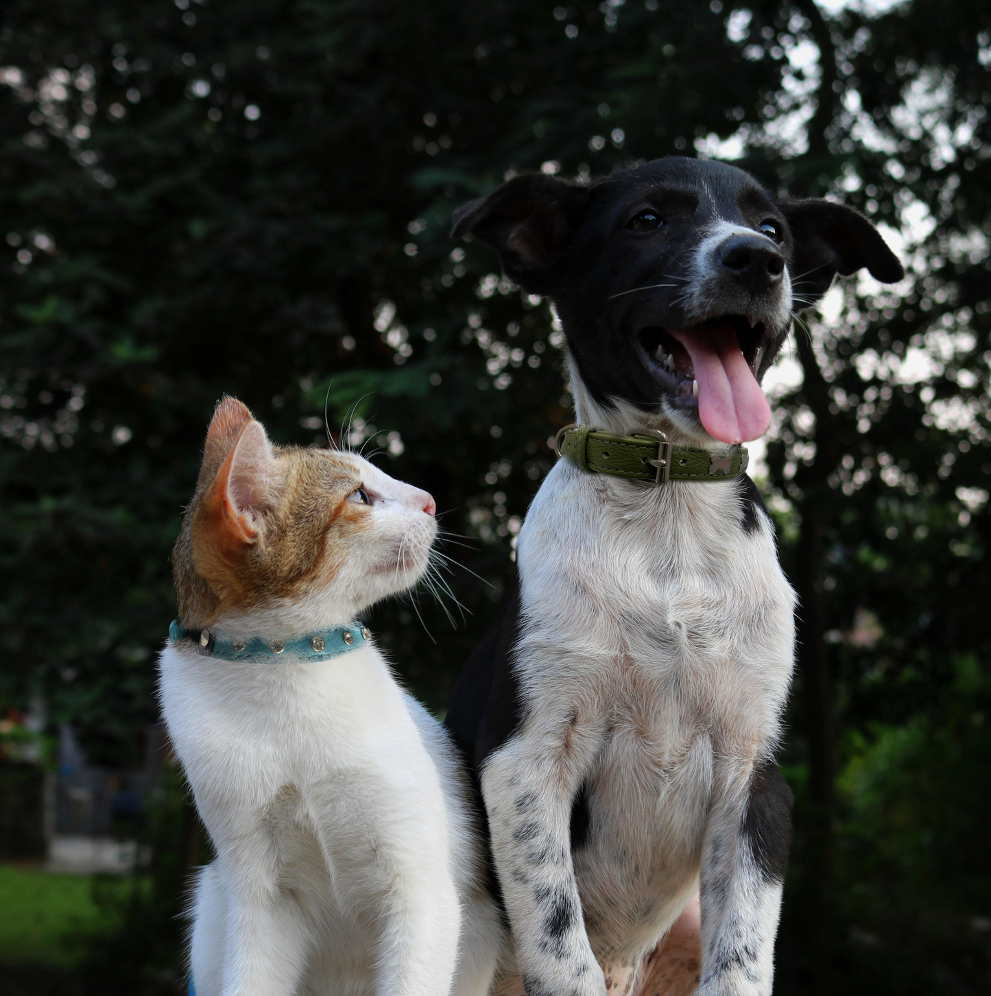 Rotterdam Bones Dog Collar: Timeless Style for Your Furry Companion