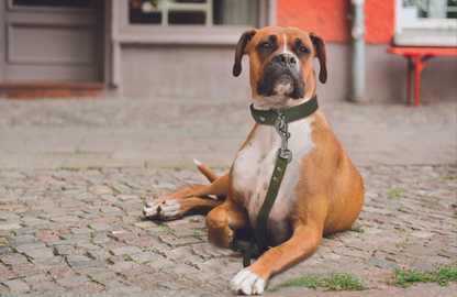 Alpine Dog Collar