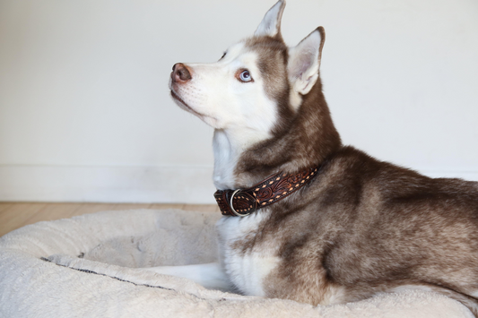 Tucson Dog Collar: A Masterpiece of Elegance and Craftsmanship