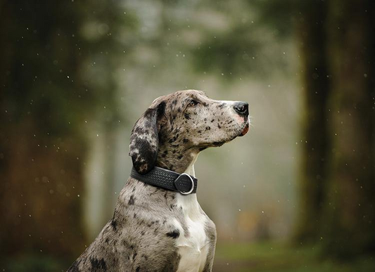 Santa Fe Dog Collar: Elegance and Strength in Every Detail