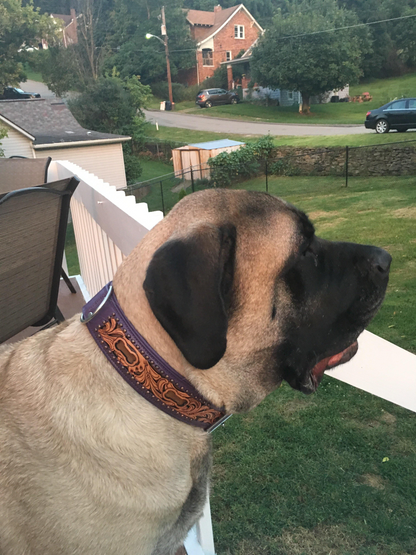 San Antonio Dog Collar