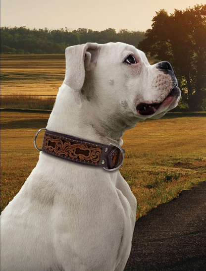 San Antonio Dog Collar