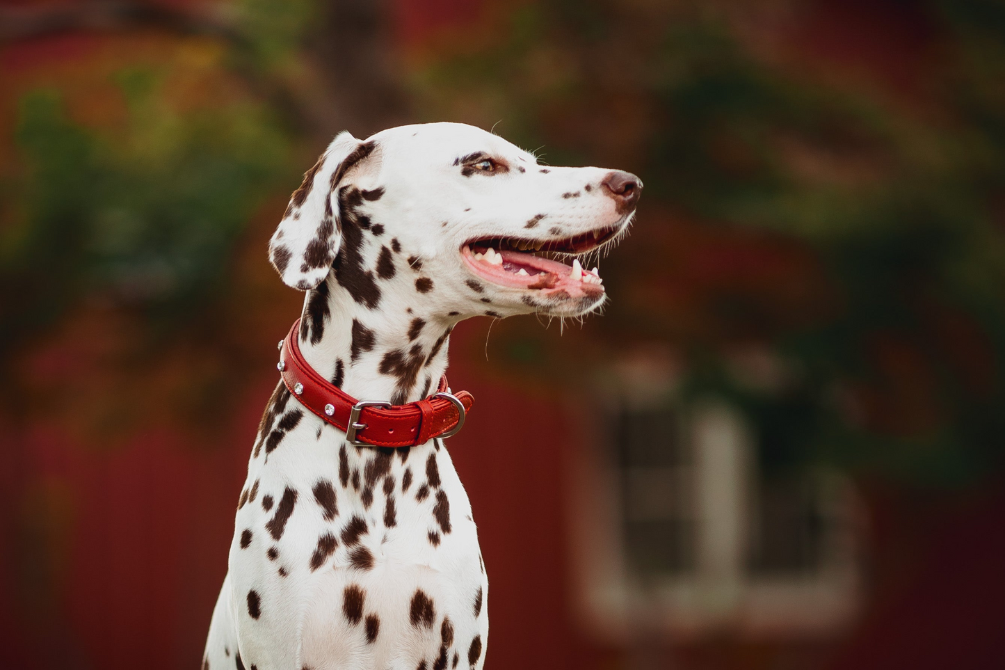 Athens Cowhide Dog Collars: Make Your Dog Shine