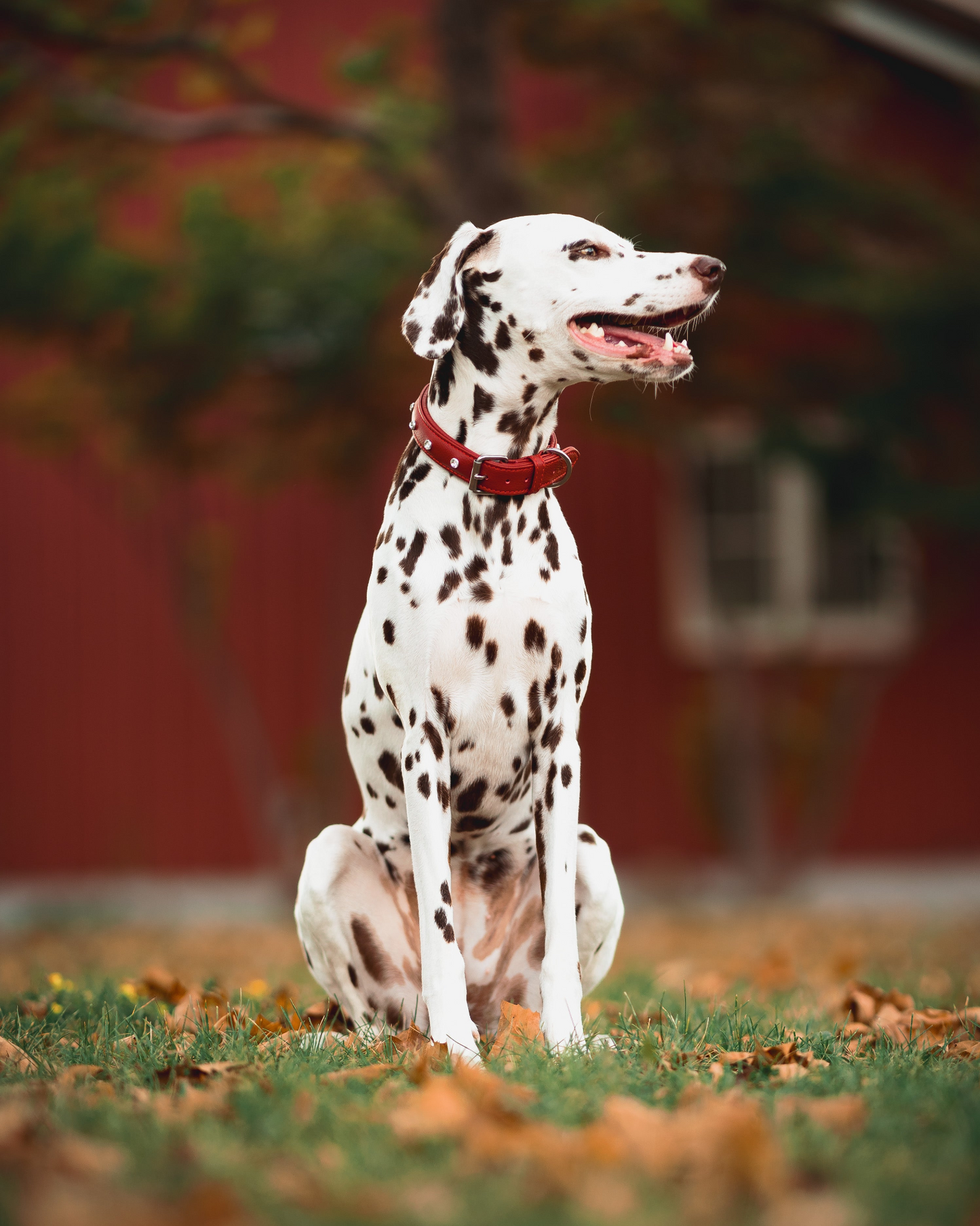 Athens Cowhide Dog Collars: Make Your Dog Shine