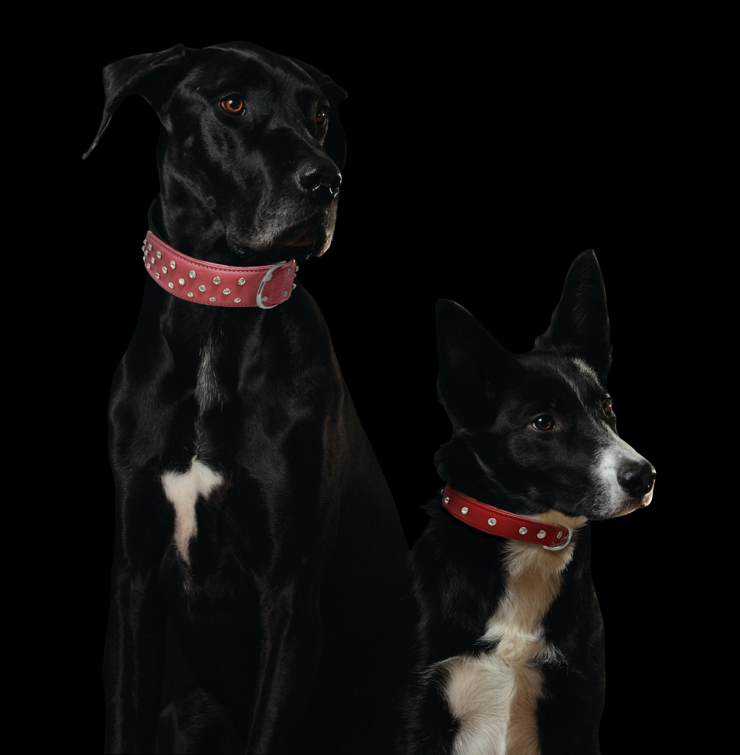 Athens Cowhide Dog Collars: Make Your Dog Shine