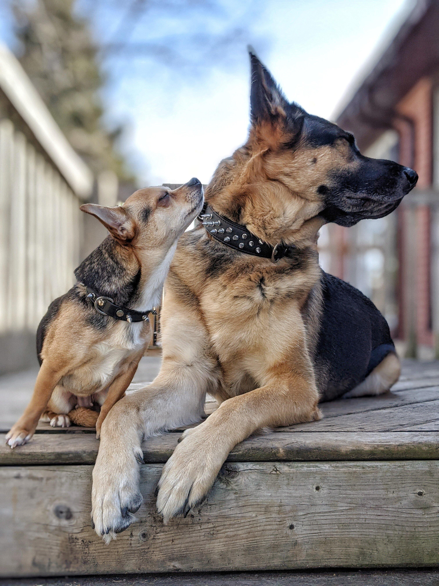 Amsterdam Spiked Dog Collars: Elevate Your Dog's Style