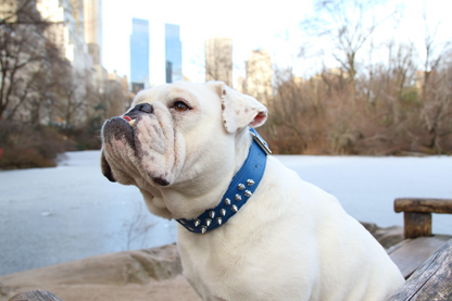 Amsterdam Spiked Dog Collars: Elevate Your Dog's Style