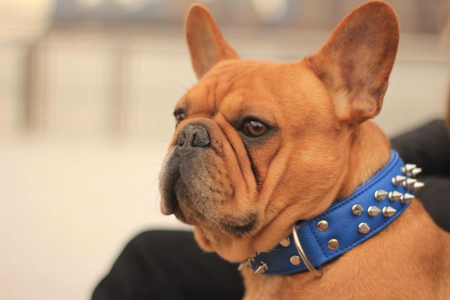 Amsterdam Spiked Dog Collars: Elevate Your Dog's Style