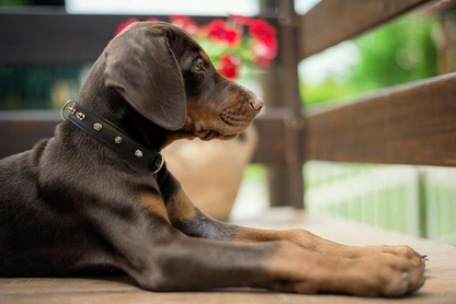 Rotterdam Spiked Dog Collar: Make a Bold Statement with Attitude