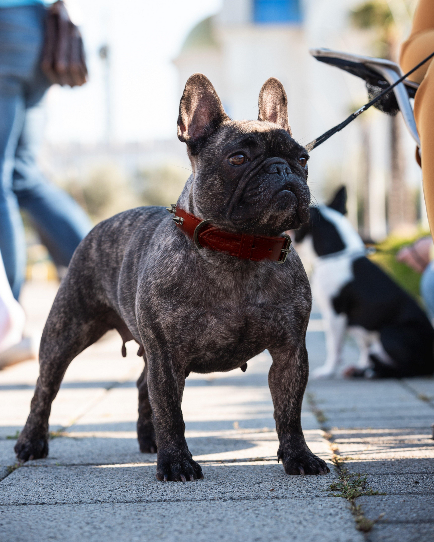 Rotterdam Spiked Dog Collar: Make a Bold Statement with Attitude