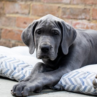 Cama para perros con colchón Waikiki elegante y ecológica