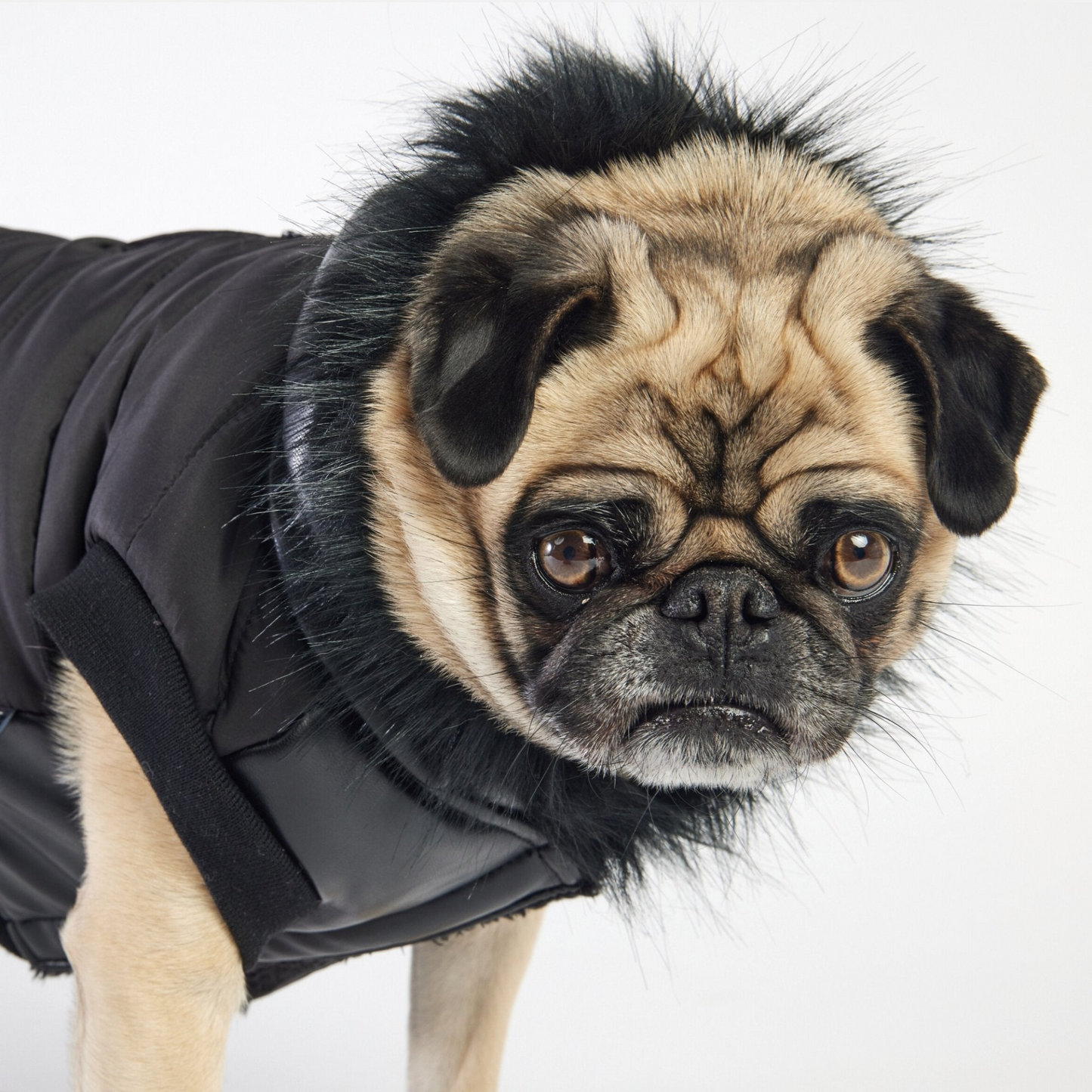 Chaqueta para perro Blair