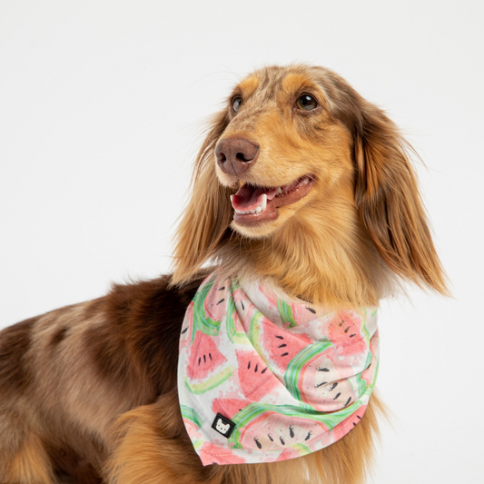 Dog Bandana - Watermelon | Silver Paw