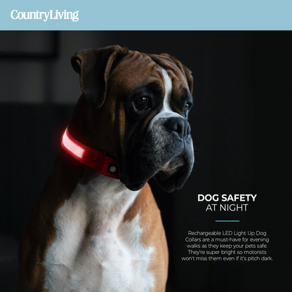 LED Dog Collar - Red