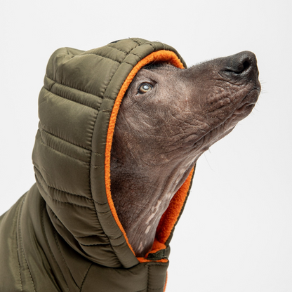 Chaqueta para perro Noah - Ciprés