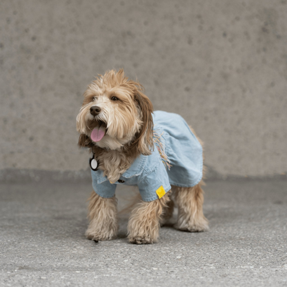 Ocean Denim Dog Dress